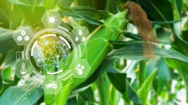 Bilgiler, akıllı tarım ve görsel ikonlu hassas tarım, dijital teknoloji tarımı ve akıllı tarım kavramı ile tarımsal alanda mısır filizlenmesi.