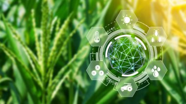 Bilgiler, akıllı tarım ve görsel ikonlu hassas tarım, dijital teknoloji tarımı ve akıllı tarım kavramı ile tarımsal alanda mısır filizlenmesi.