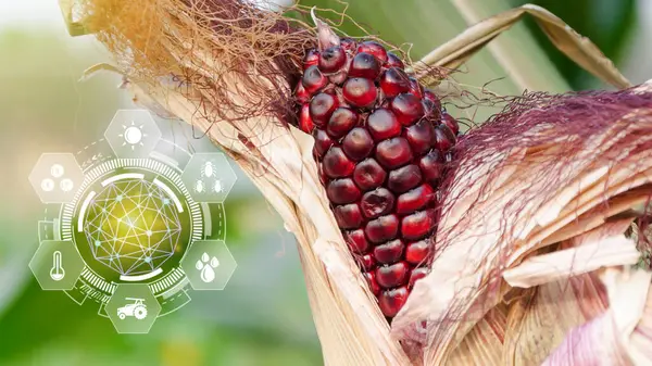 Maize seedling in cultivated agricultural field with infographics, Smart farming and precision agriculture with visual icon, digital technology agriculture and smart farming concept.