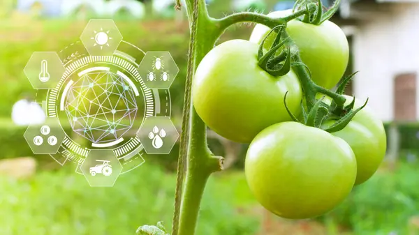Tomatoes fresh in greenhouse with infographics, Smart farming and precision agriculture with visual icon, digital technology agriculture and smart farming concept.