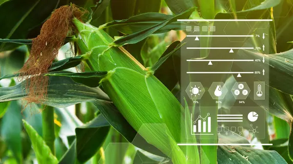 Corn field with infographics Smart farming and precision agriculture 4.0 with IoT, digital technology agriculture and smart farming concept.