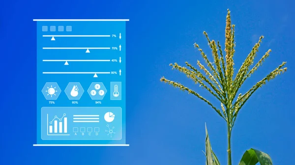 Infographics smart farming and precision agriculture with IoT, Innovation technology for smart farm system, Agriculture management, smart technology concept modern technology.