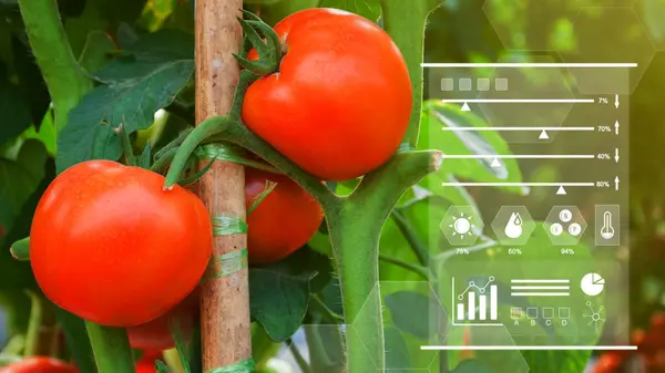 Tomatoes fresh in greenhouse with infographics, Smart farming and precision agriculture with IoT, digital technology agriculture and smart farming concept.