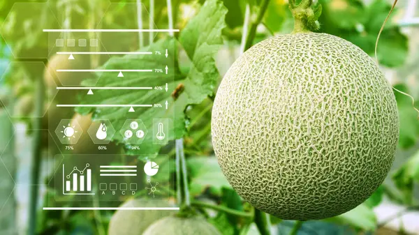Young melons in greenhouse with infographics, Smart farming and precision agriculture with IoT, digital technology agriculture and smart farming concept.