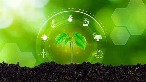 Fiatal Növénytermesztés Napfényben Környezetvédelmi Ökológiai Koncepció Megújuló Fenntartható Fejlődés Forrásai Jogdíjmentes Stock Képek