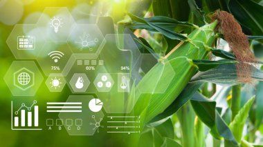 Tarlada taze tatlı mısır, organik mısır yaprakları, akıllı çiftlik ve hassas tarım. 4.0 görsel ikon, dijital teknoloji tarımı ve akıllı tarım kavramı..