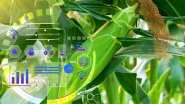 Tarlada taze tatlı mısır, organik mısır yaprakları, akıllı çiftlik ve hassas tarım. 4.0 görsel ikon, dijital teknoloji tarımı ve akıllı tarım kavramı..