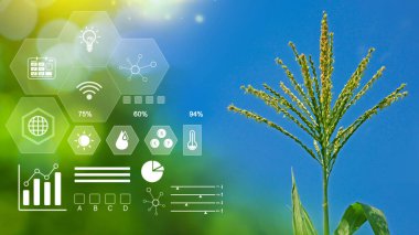 Bilgiler, akıllı tarım ve görsel ikonlu hassas tarım, dijital teknoloji tarımı ve akıllı tarım kavramı ile tarımsal alanda mısır filizlenmesi.