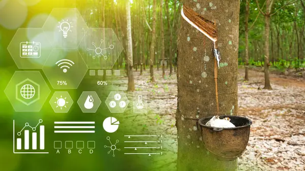 Rubber tree filled and latex with infographics Smart farming and precision agriculture with IoT, digital technology agriculture and smart farming concept.