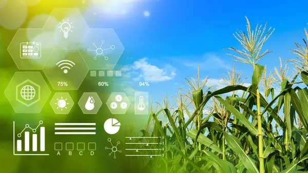 เมล าวโพดในไร เกษตรกรรมท Infographics การเกษตรท ชาญฉลาดและการเกษตรท วยไอคอนการมองเห เทคโนโลย ตอล การเกษตรและการเกษตรท รูปภาพสต็อก