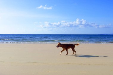 Kumsalda yürüyen köpek, tropik deniz kıyısında oynayan mutlu köpek..