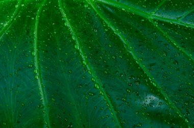 Su damlaları ile yeşil botanik yaprağını kapat, saf doğa arka planı