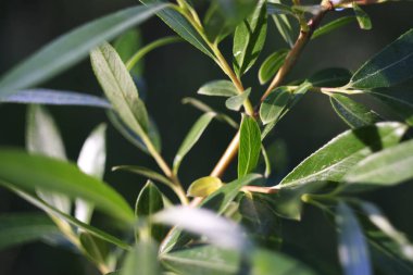 Güneş ışığı olan güzel bir dal.