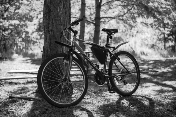 Esportes Mountain Bike Giant Fica Floresta Perto Árvore — Fotografia de Stock
