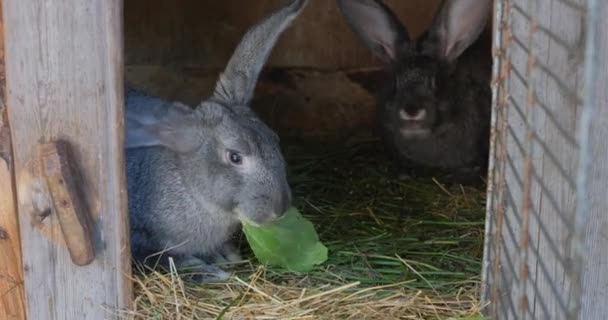 Gray Rabbits Cage Eat Favorite Cabbage Focal Lens Close Shot — Stock Video