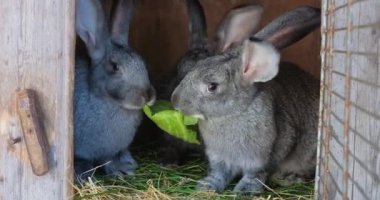Kafesteki gri tavşanlar en sevdikleri lahana yaprağını yer ve paylaşırlar. 35 mm odak merceği.