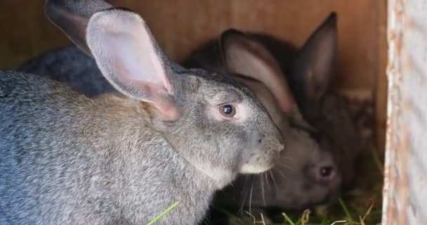 Сірі Кролики Клітці Їдять Свою Улюблену Капусту Фокусна Лінза Крупним — стокове відео