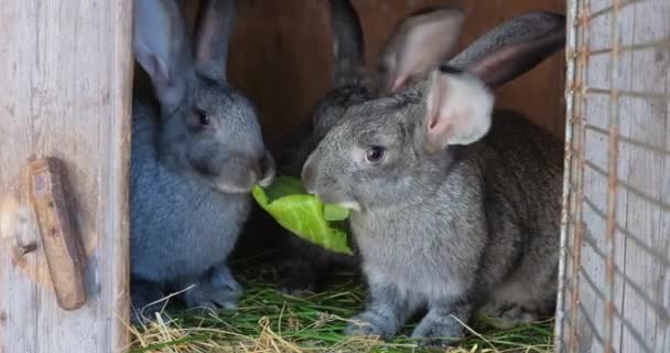 Серые Кролики Клетке Едят Свои Любимые Листья Капусты Делятся Ими — стоковое видео