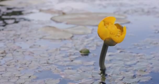 Water Lilly Water Lily Flower Water Lilies Sways River Wavesvideo — Stock Video