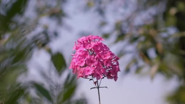 Flox Rosa Balancea Viento Jardín Cerezos — Vídeo de stock