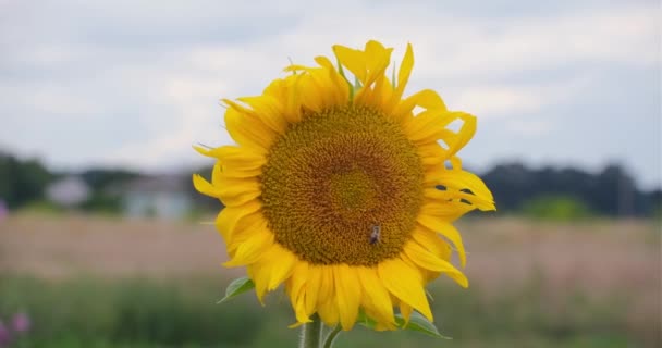 Подсолнух Пчела Деревне Поле Летающая Пчела Собирает Нектар Желтого Подсолнуха — стоковое видео