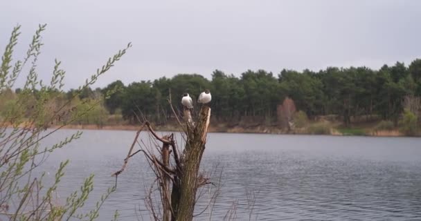 Mewy Siedzą Drzewie Nad Jeziorem Pobliżu Lasu Jezioro Almazne Kijów — Wideo stockowe