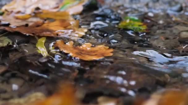 Φθινοπωρινά Φύλλα Βελανιδιάς Στο Νερό Ενός Ρυακιού Πάρκο Αντάμοβκα Τρούσκαβετς — Αρχείο Βίντεο
