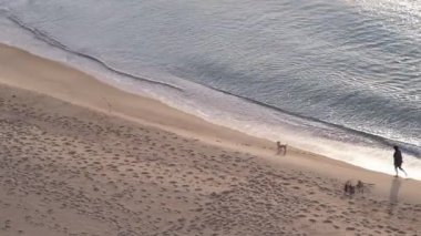Şafakta Karadeniz kıyısında bir yürüyüş. Köpekli bir kadın plajda yalınayak yürüyor. Kurornoye. Odessa bölgesi. Ukrayna.