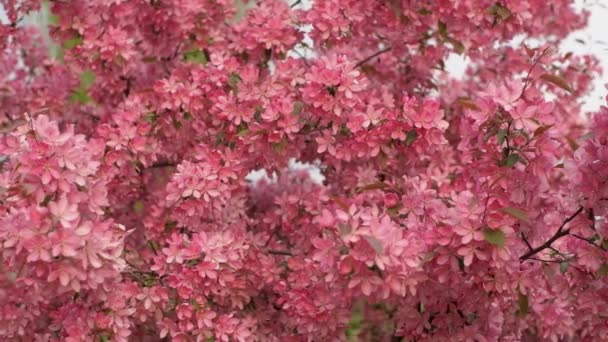 Фон Барбарис Красивий Краса Берберський Вульгар Цвітіння Ботанічний Ботанічний Гілка — стокове відео
