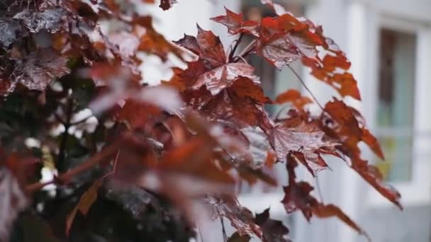 秋天的雨天红枫叶 — 图库视频影像