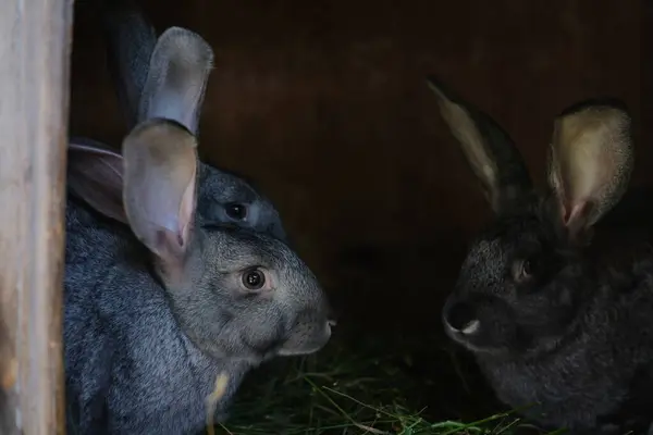 Evcil tavşanlar bir kafeste oturup çim çiğnerler..