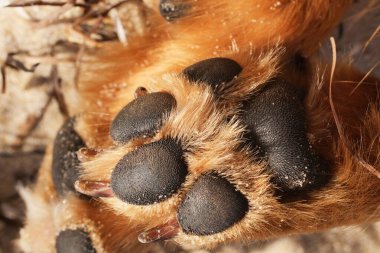 Köpeğin patisine yumuşak pedler takın. Deniz kıyısındaki kumsalda bir köpeğin pençesi.