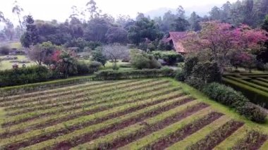 Öğleden sonra Bukit Kebun 'un atmosferi soğuk Asya Endonezya' dır. 