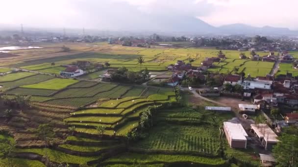 Drohnenvideo Schöne Ansichten Von Reisfeldern Und Dörfern Asiatischen Landesinneren — Stockvideo