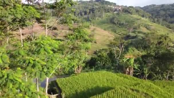 Drone Video Piękne Widoki Pól Ryżowych Wiosek Azji Śródlądowej — Wideo stockowe