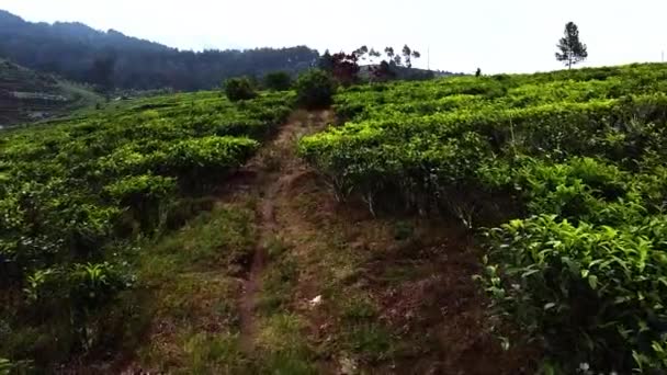 Природные Пейзажи Беспилотниками Чайных Плантациях Азии Индонезия Красива Естественна — стоковое видео