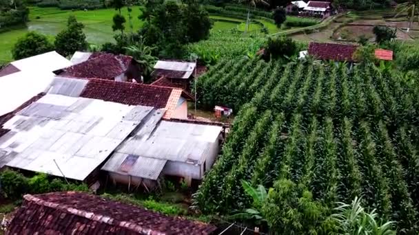 Güzel Doğal Asya Kırsalında Insansız Hava Araçları Olan Doğal Manzaralar — Stok video