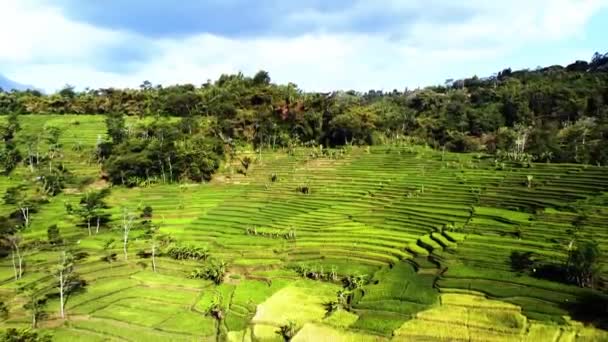 Natürliche Szenerie Schöne Asiatische Reisfelder Und Wohngebiete — Stockvideo