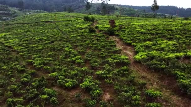 Natuurlijke Omgeving Met Drones Theeplantages Azië Indonesië Mooi Natuurlijk — Stockvideo