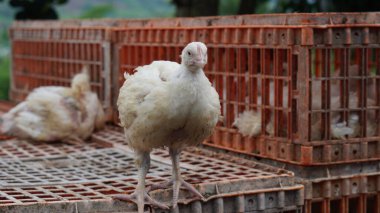  Beyaz tavuklar kafeslerinde
