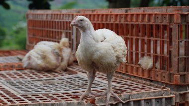  Beyaz tavuklar kafeslerinde