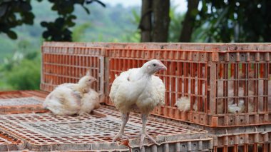  Beyaz tavuklar kafeslerinde
