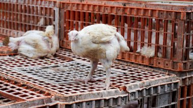 Beyaz tavuklar kafeslerinde