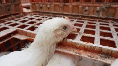 Beyaz tavuklar kafeslerinde