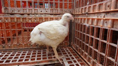 Beyaz tavuklar kafeslerinde