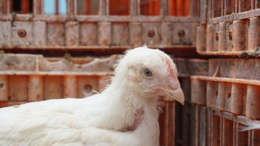 Beyaz tavuklar kafeslerinde