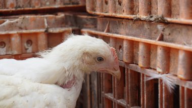 Beyaz tavuklar kafeslerinde