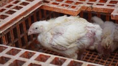 Beyaz tavuklar kafeslerinde