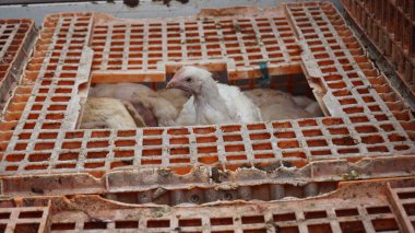 Beyaz tavuklar kafeslerinde