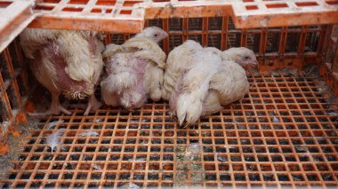 Beyaz tavuklar kafeslerinde
